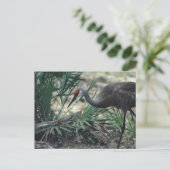 Sandhill Crane Postkarte (Stehend Vorderseite)