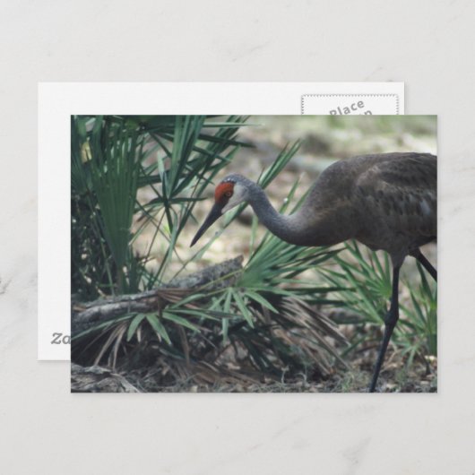 Sandhill Crane Postkarte (Vorne/Hinten)