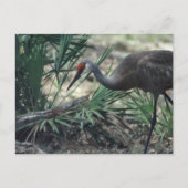 Sandhill Crane Postkarte (Vorderseite)