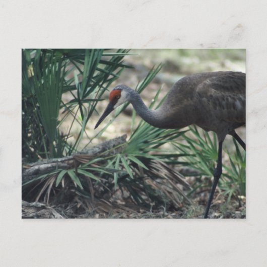 Sandhill Crane Postkarte (Vorderseite)