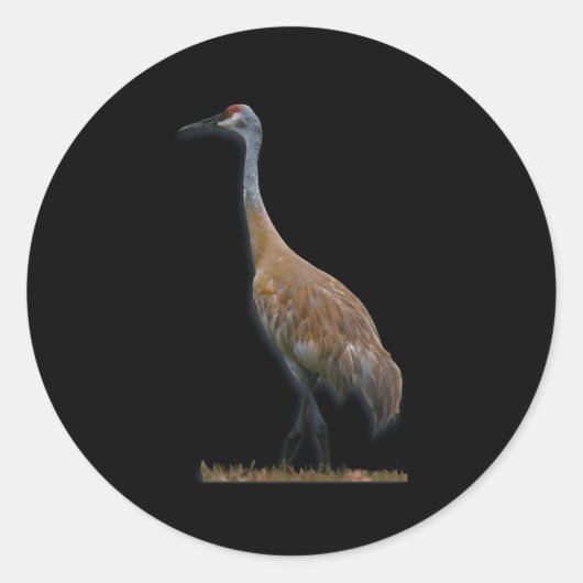 Sandhill Crane Runder Aufkleber (Vorderseite)