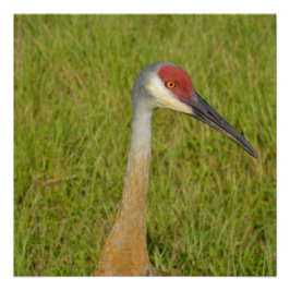 Sandhill Crane Side View Nah Up Foto Poster