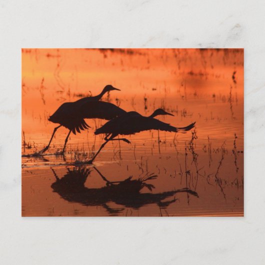 Sandhill Crane Sunset Postkarte (Vorderseite)