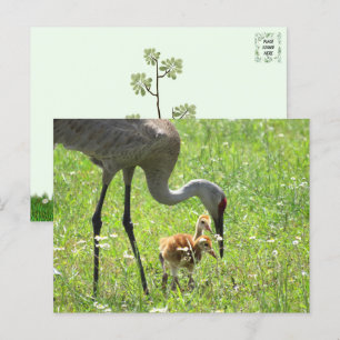 Sandhill Crane und 2 Colts (Küken) Postkarte