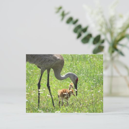Sandhill Crane und 2 Colts (Küken) Postkarte (Stehend Vorderseite)