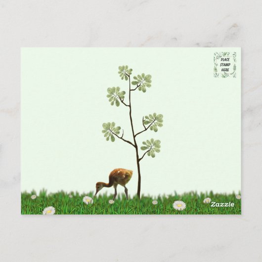 Sandhill Crane und 2 Colts (Küken) Postkarte (Rückseite)