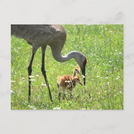 Sandhill Crane und 2 Colts (Küken) Postkarte (Vorderseite)