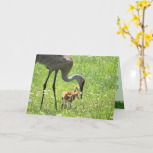 Sandhill Crane und Colt (Küken) im Feld Blume Karte