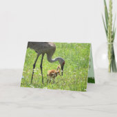 Sandhill Crane und Colt (Küken) im Feld Blume Karte (Vorderseite)