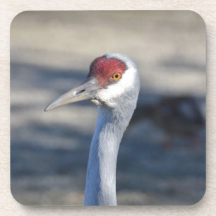 Sandhill Crane Untersetzer