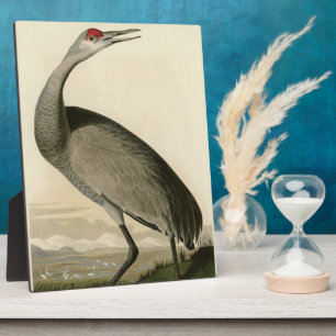 Sandhill Crane von Audubons Vögeln von Amerika Fotoplatte
