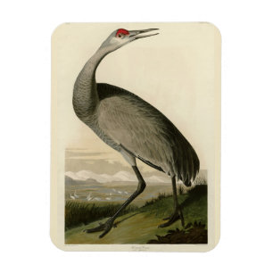 Sandhill Crane von Audubons Vögeln von Amerika Magnet