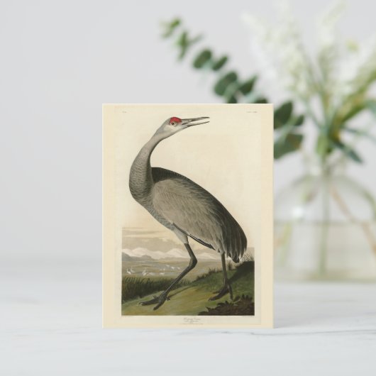Sandhill Crane von Audubons Vögeln von Amerika Postkarte (Stehend Vorderseite)
