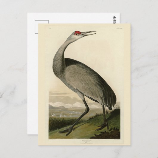 Sandhill Crane von Audubons Vögeln von Amerika Postkarte (Vorne/Hinten)