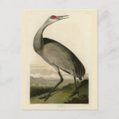 Sandhill Crane von Audubons Vögeln von Amerika Postkarte (Vorderseite)