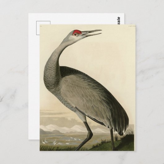 Sandhill Crane von Audubons Vögeln von Amerika Postkarte (Vorne/Hinten)