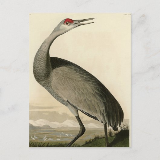 Sandhill Crane von Audubons Vögeln von Amerika Postkarte (Vorderseite)