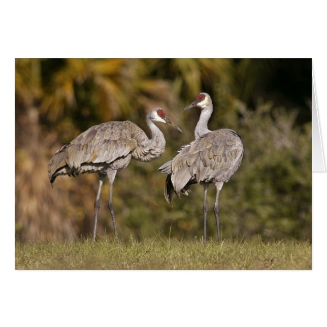 Sandhill Cranes (Vorderseite (Horizontal))