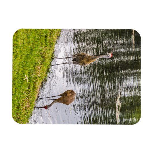 Sandhill Cranes am Florida-See Magnet (Horizontal)