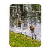 Sandhill Cranes am Florida-See Magnet (Vertikal)