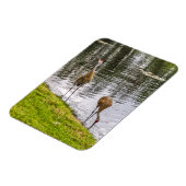 Sandhill Cranes am Florida-See Magnet (Linke Seite)