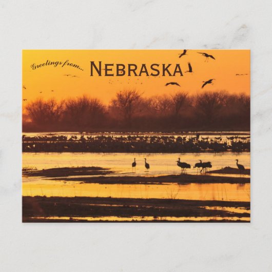 Sandhill Cranes auf der Platte auf der Central Neb Postkarte (Vorderseite)