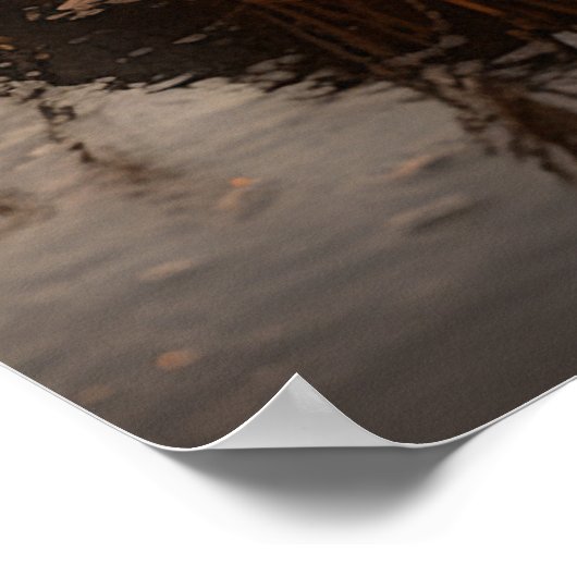 Sandhill Cranes bei Dawn Poster (Ecke)