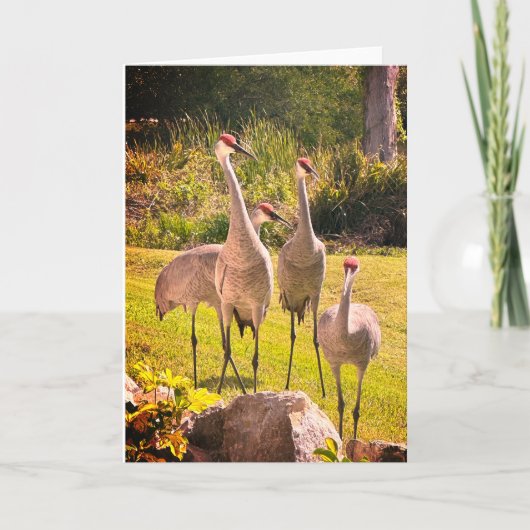 Sandhill Cranes Blank Greeting Card Einladung (Vorderseite)