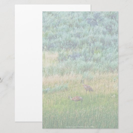 Sandhill Cranes Briefpapier (Vorne/Hinten)