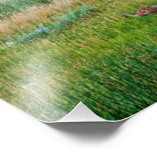 Sandhill Cranes Fotodruck (Ecke)