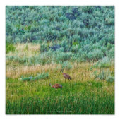 Sandhill Cranes Fotodruck (Vorne)