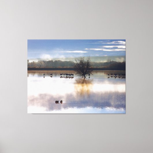 Sandhill Cranes Fotografie Stretched Print Leinwanddruck (Vorderseite)