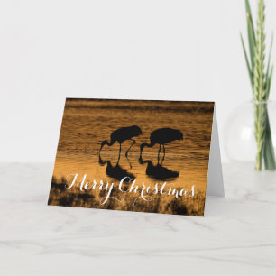 Sandhill Cranes, frohe Weihnachten
