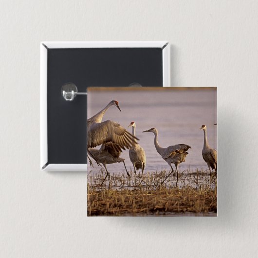 Sandhill Cranes Grus canadensis) Platte Button (Vorne & Hinten)