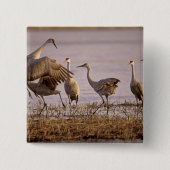 Sandhill Cranes Grus canadensis) Platte Button (Vorderseite)