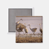 Sandhill Cranes Grus canadensis) Platte Magnet (Vorderseite/Rückseite)