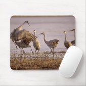 Sandhill Cranes Grus canadensis) Platte Mousepad (Mit Mouse)