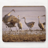 Sandhill Cranes Grus canadensis) Platte Mousepad (Vorne)