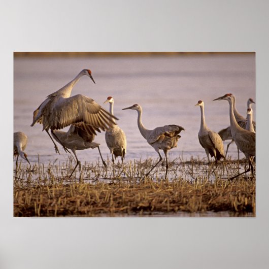 Sandhill Cranes Grus canadensis) Platte Poster (Vorne)