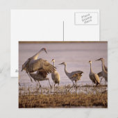 Sandhill Cranes Grus canadensis) Platte Postkarte (Vorne/Hinten)