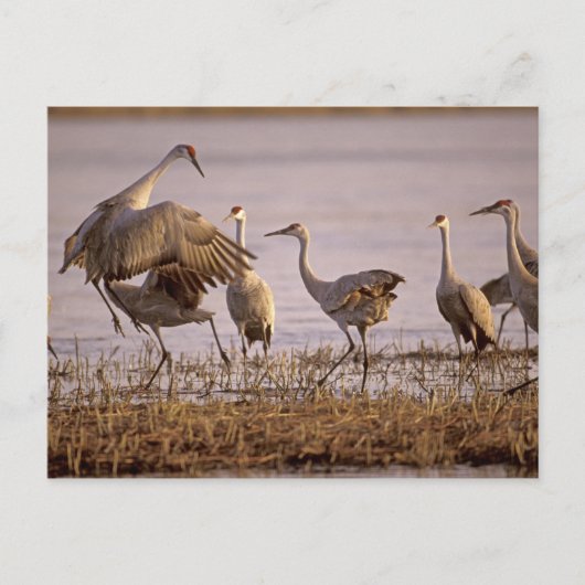 Sandhill Cranes Grus canadensis) Platte Postkarte (Vorderseite)
