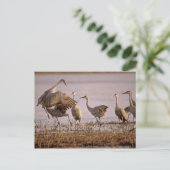 Sandhill Cranes Grus canadensis) Platte Postkarte (Stehend Vorderseite)