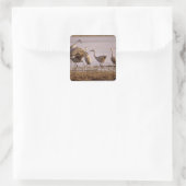 Sandhill Cranes Grus canadensis) Platte Quadratischer Aufkleber (Tasche)