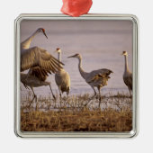 Sandhill Cranes Grus canadensis) Platte Silbernes Ornament (Vorne)