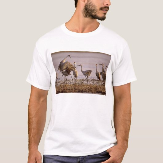 Sandhill Cranes Grus canadensis) Platte T-Shirt (Vorderseite)