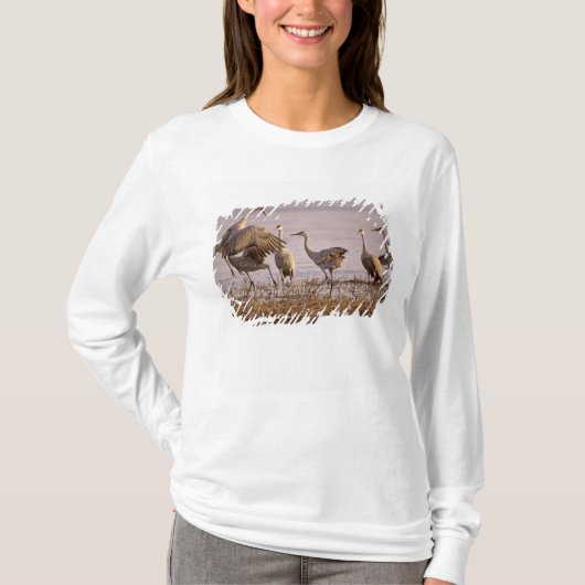 Sandhill Cranes Grus canadensis) Platte T-Shirt (Vorderseite)