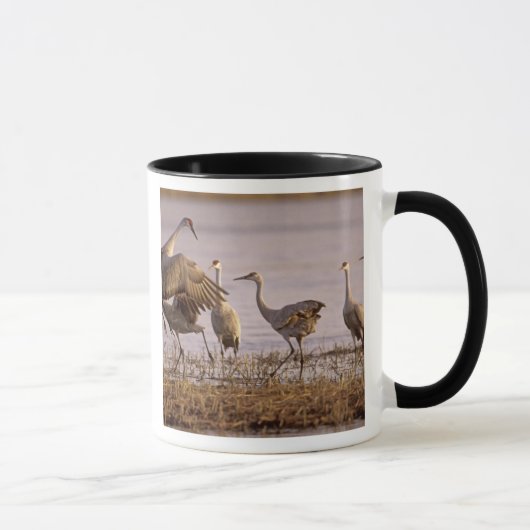 Sandhill Cranes Grus canadensis) Platte Tasse (Rechts)