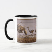 Sandhill Cranes Grus canadensis) Platte Tasse (Links)