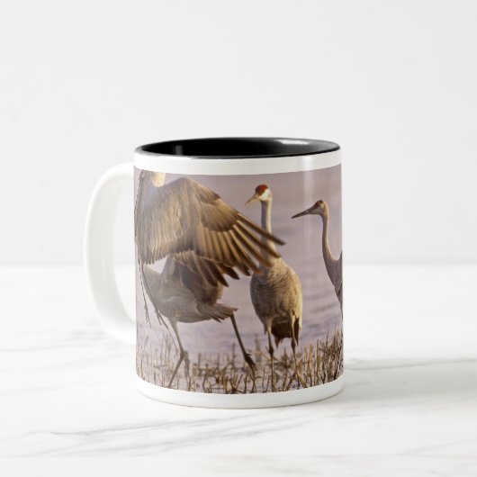 Sandhill Cranes Grus canadensis) Platte Zweifarbige Tasse (Vorderseite Links)