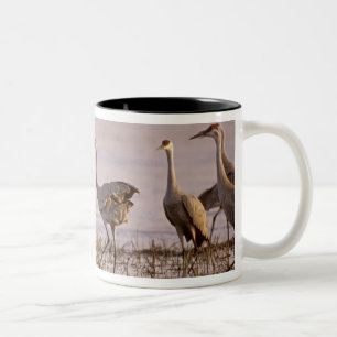 Sandhill Cranes Grus canadensis) Platte Zweifarbige Tasse